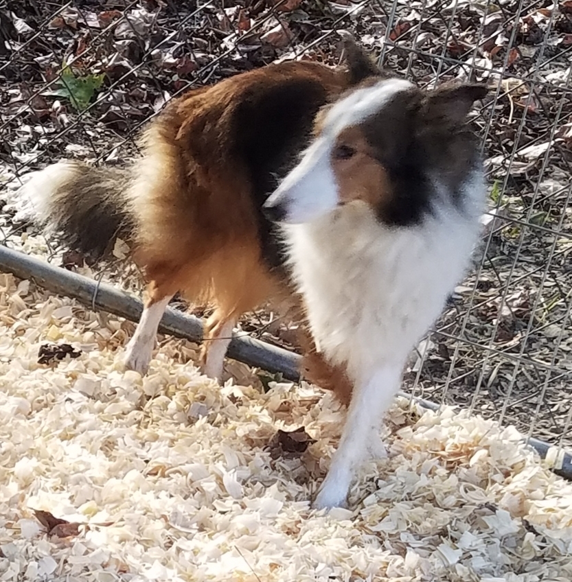Becca, an adoptable Shetland Sheepdog / Sheltie in New Albany, IN, 47150 | Photo Image 3