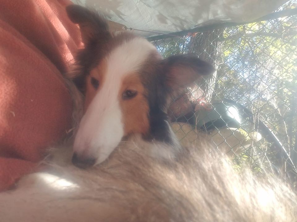 Becca, an adoptable Shetland Sheepdog / Sheltie in New Albany, IN, 47150 | Photo Image 4