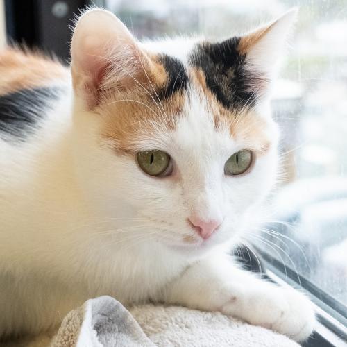 Cat For Adoption Lil Moon A Calico In Burlingame Ca Petfinder