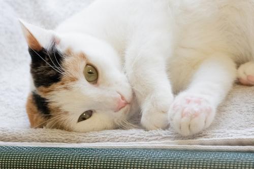 Cat For Adoption Lil Moon A Calico In Burlingame Ca Petfinder