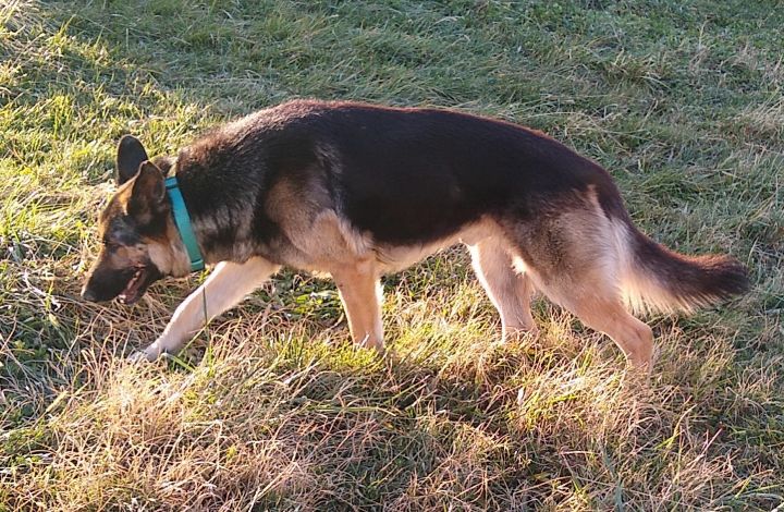 Dog For Adoption Zeus A German Shepherd Dog In Woodinville Wa