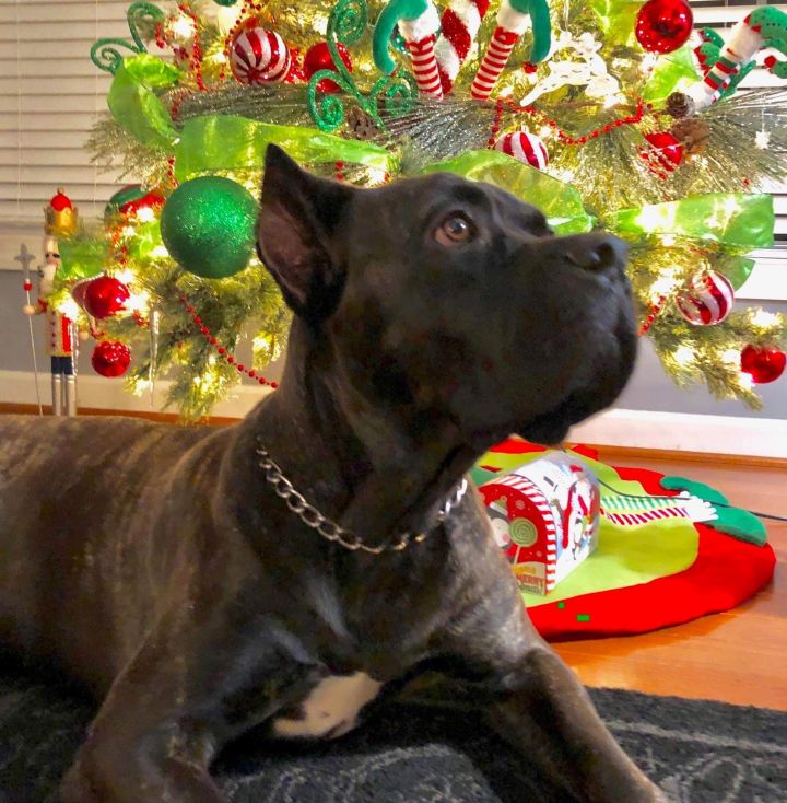 Dog For Adoption Duke A Cane Corso In Flintstone Md