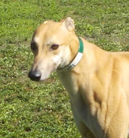 ERIKKA (Prison Trained Greyhound), an adoptable Greyhound in Tampa, FL, 33607 | Photo Image 3