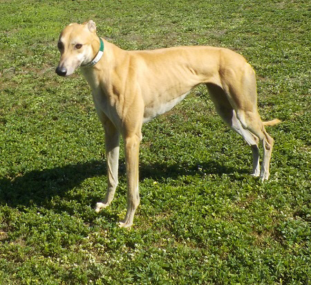 ERIKKA (Prison Trained Greyhound), an adoptable Greyhound in Tampa, FL, 33607 | Photo Image 4