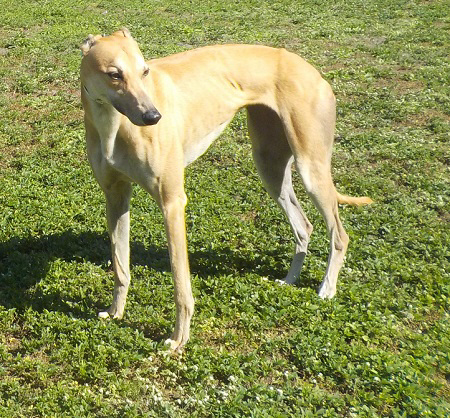 ERIKKA (Prison Trained Greyhound), an adoptable Greyhound in Tampa, FL, 33607 | Photo Image 5