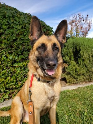 Rocky Belgian Shepherd / Malinois Dog