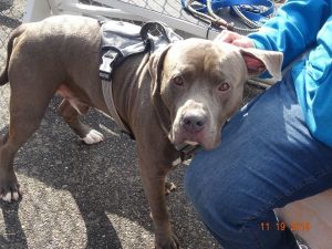Dog For Adoption Mack A Pit Bull Terrier Cane Corso Mix