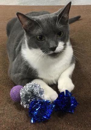 Cat For Adoption Miko A Domestic Short Hair In Detroit Mi