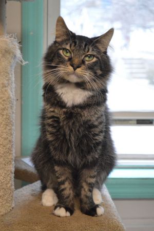 Cat For Adoption Potter A Domestic Medium Hair In House Springs