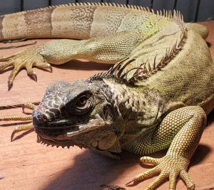 Ripley, Young Female unknown