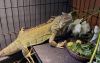 Ripley photo 3