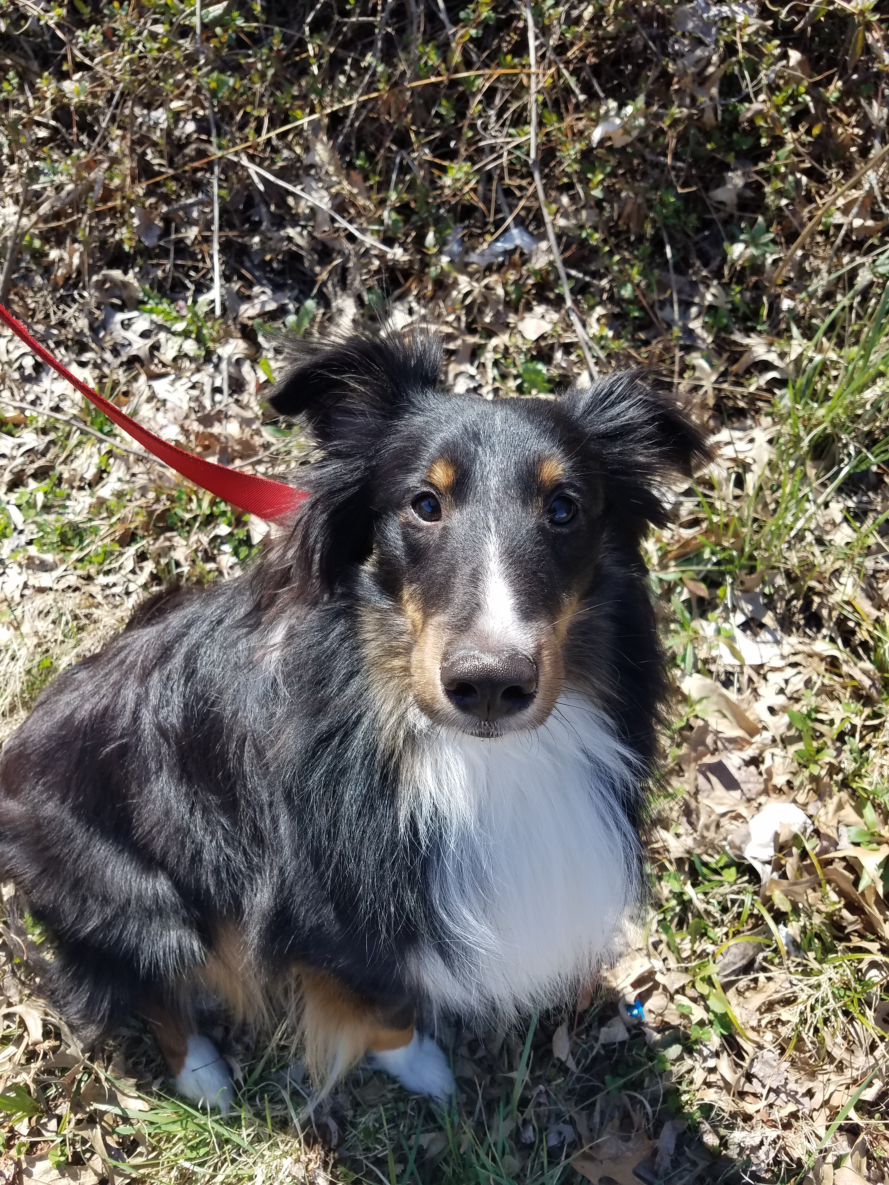 Jack, an adoptable Shetland Sheepdog / Sheltie in New Albany, IN, 47150 | Photo Image 2