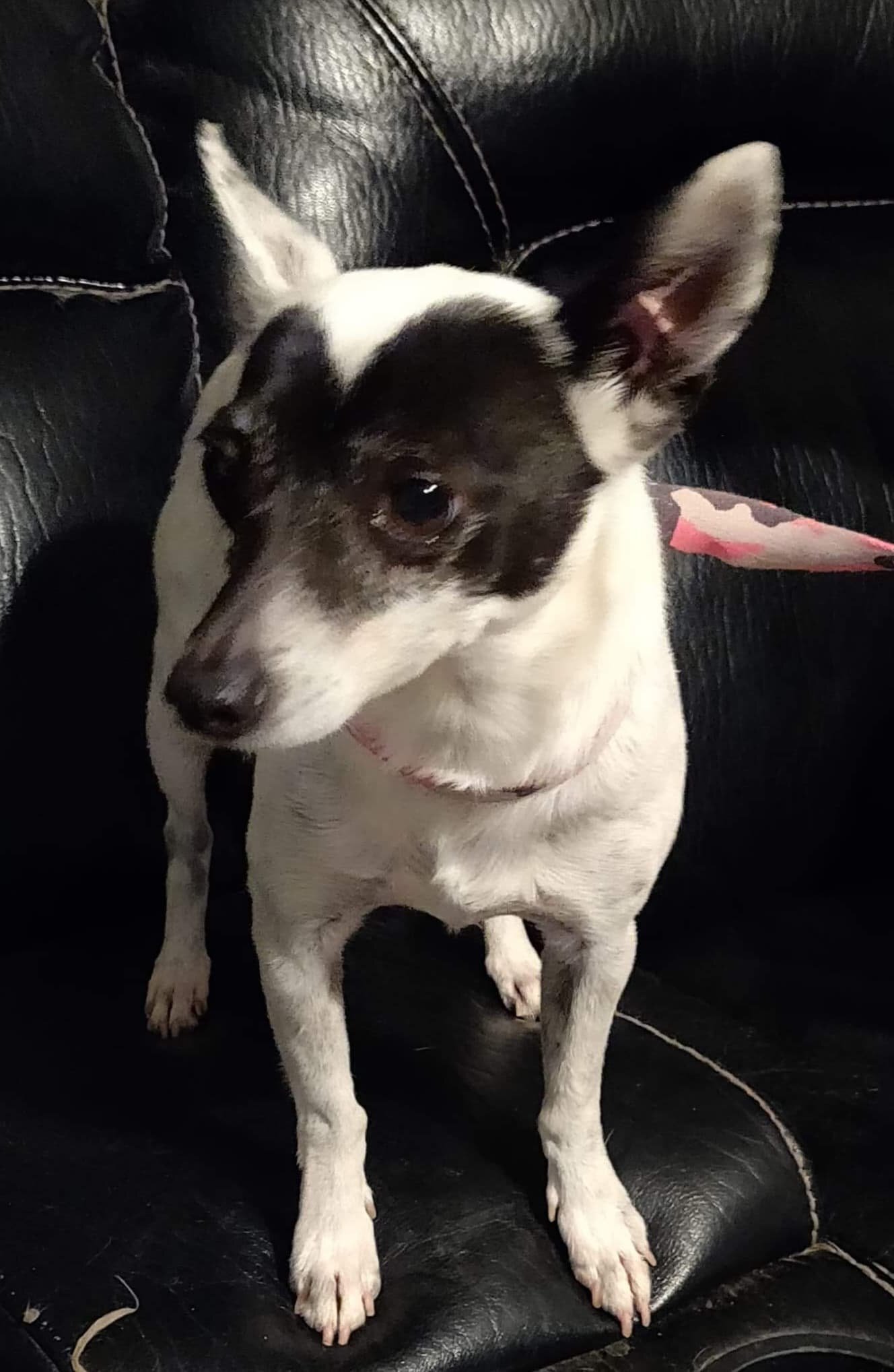 Bandit, an adoptable Chihuahua, Rat Terrier in Victorville, CA, 92393 | Photo Image 2