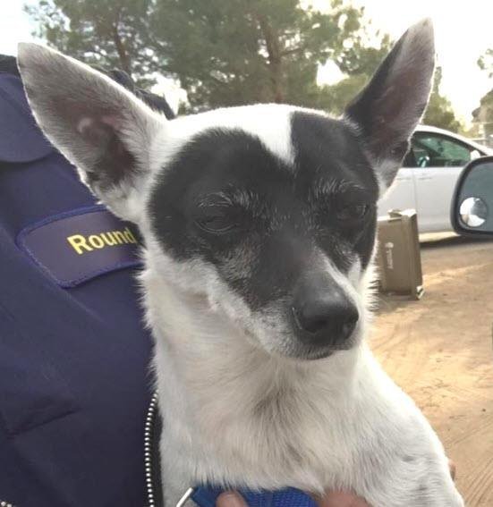 Bandit, an adoptable Chihuahua, Rat Terrier in Victorville, CA, 92393 | Photo Image 3