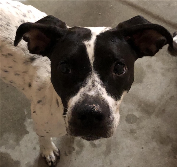 German Shorthaired Pointer Beagle Mix Puppies