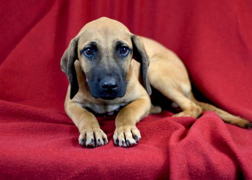 Dog For Adoption Crouton A German Shorthaired Pointer