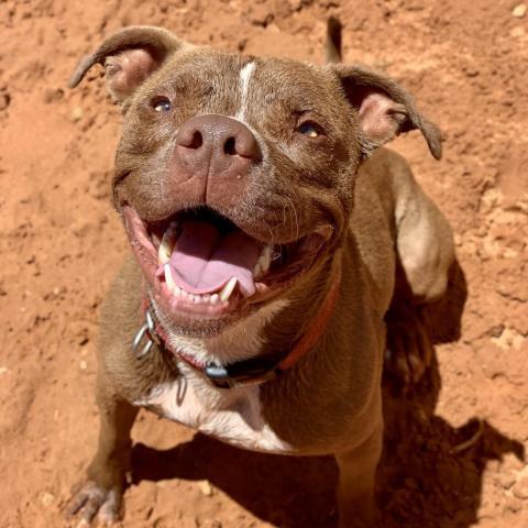 Lucci, an adoptable Pit Bull Terrier in Kanab, UT, 84741 | Photo Image 1