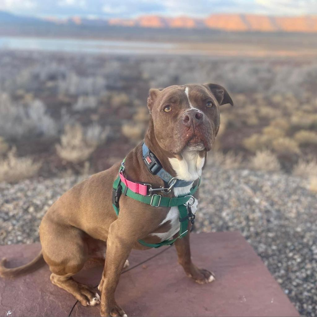 Lucci, an adoptable Pit Bull Terrier in Kanab, UT, 84741 | Photo Image 2