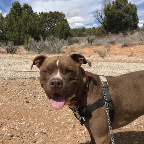 Lucci, an adoptable Pit Bull Terrier in Kanab, UT, 84741 | Photo Image 6