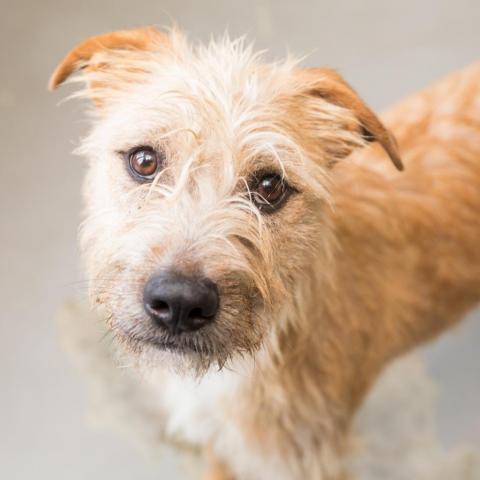 Ron Swanson, an adoptable Terrier in Kanab, UT, 84741 | Photo Image 1
