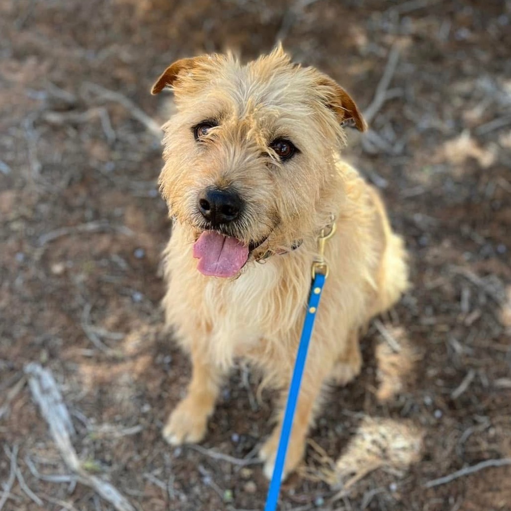Ron Swanson, an adoptable Terrier in Kanab, UT, 84741 | Photo Image 1