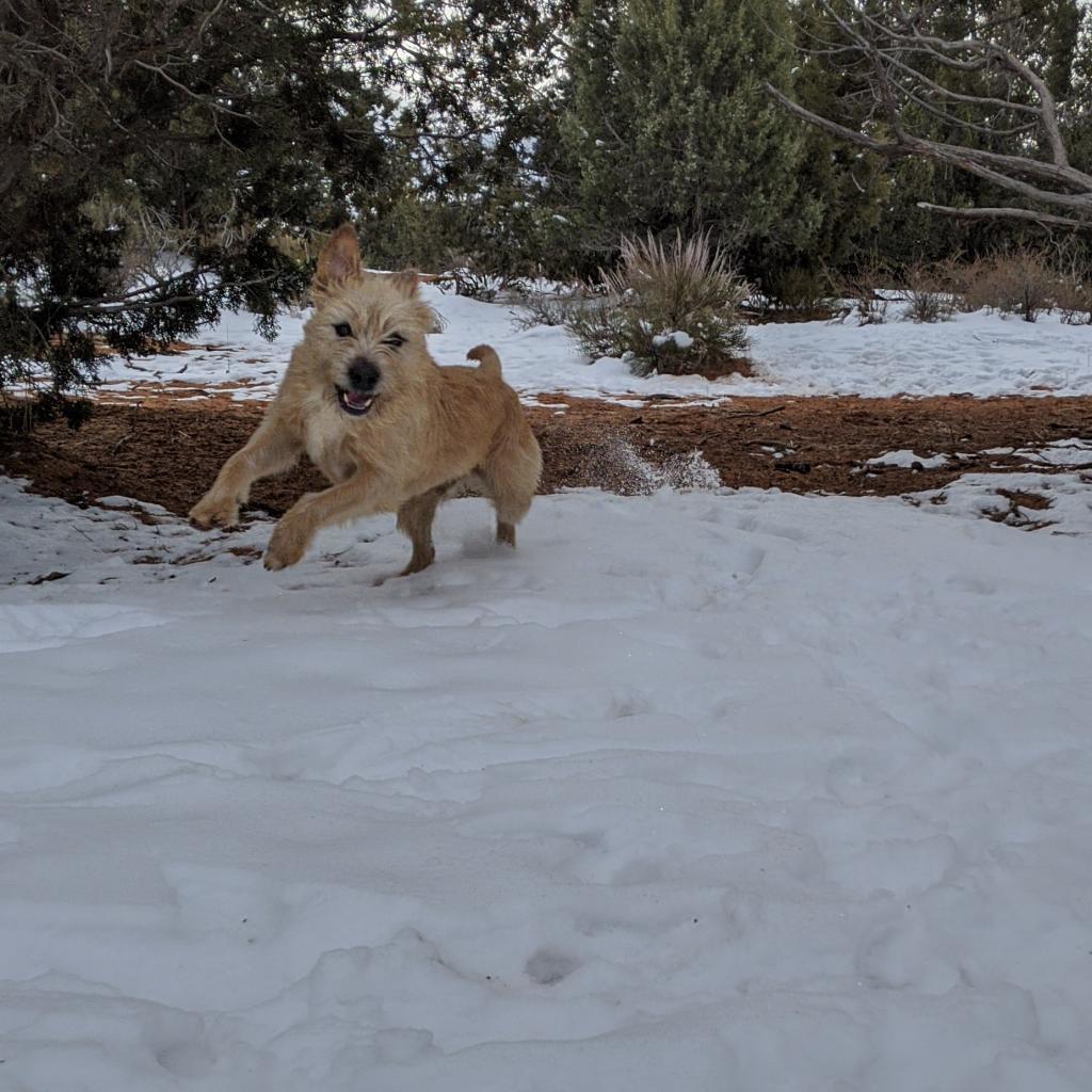 Ron Swanson, an adoptable Terrier in Kanab, UT, 84741 | Photo Image 3