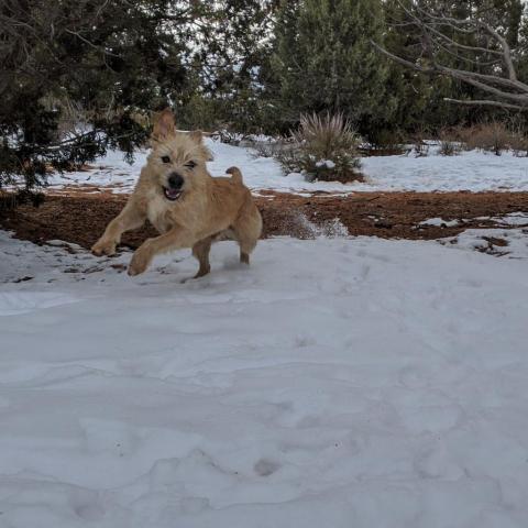 Ron Swanson, an adoptable Terrier in Kanab, UT, 84741 | Photo Image 4