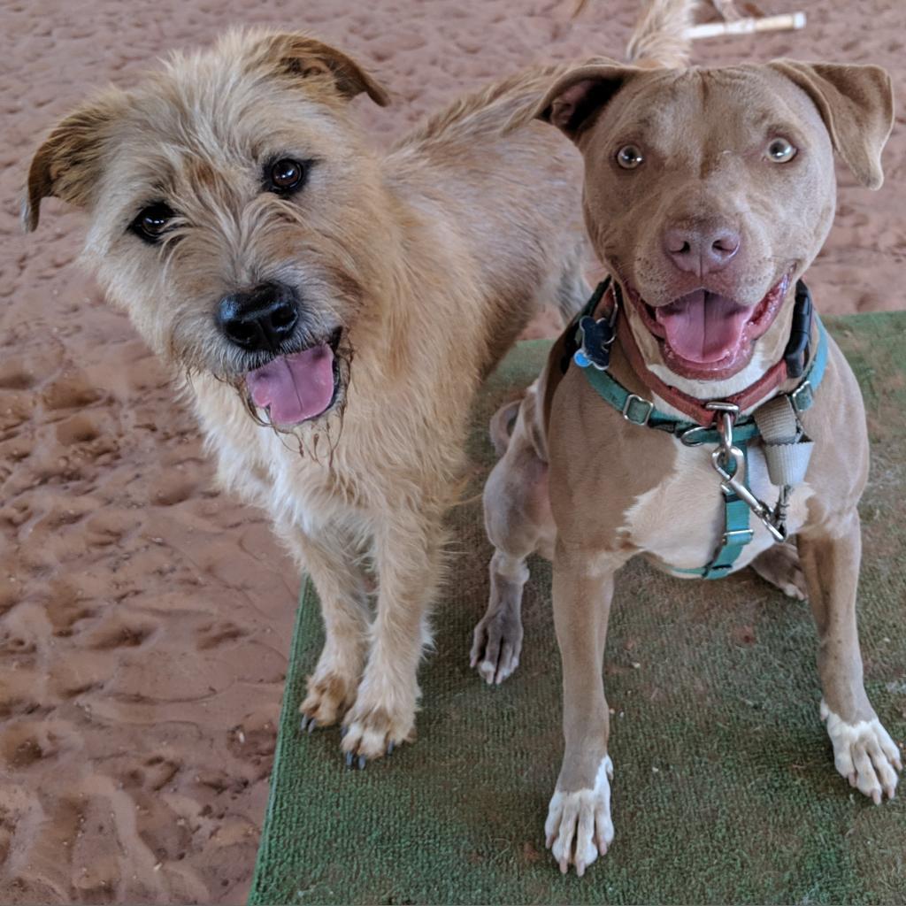 Ron Swanson, an adoptable Terrier in Kanab, UT, 84741 | Photo Image 4