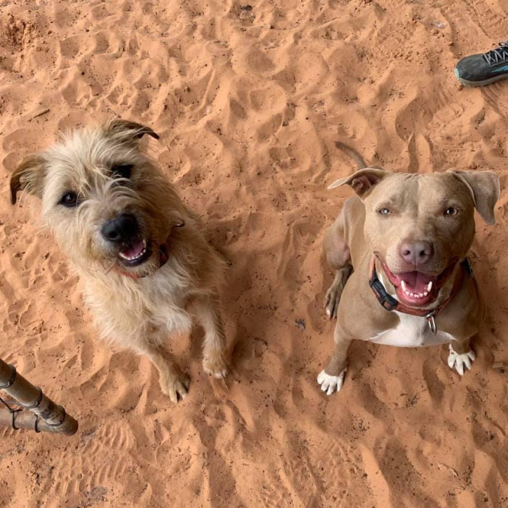 Ron Swanson, an adoptable Terrier in Kanab, UT, 84741 | Photo Image 5