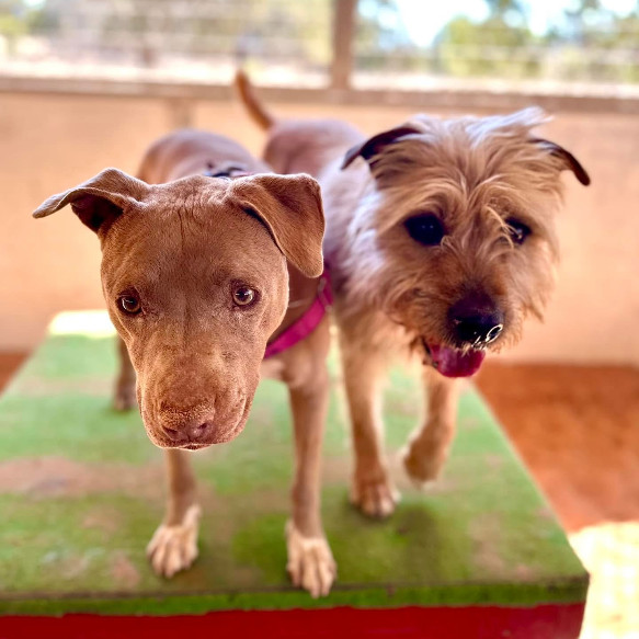 Ron Swanson, an adoptable Terrier in Kanab, UT, 84741 | Photo Image 6