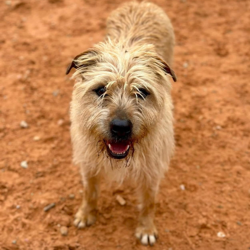 Ron Swanson, an adoptable Terrier in Kanab, UT, 84741 | Photo Image 6