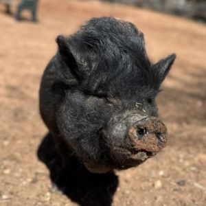 Jubilee, Senior Female unknown