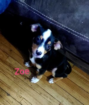 Zoe