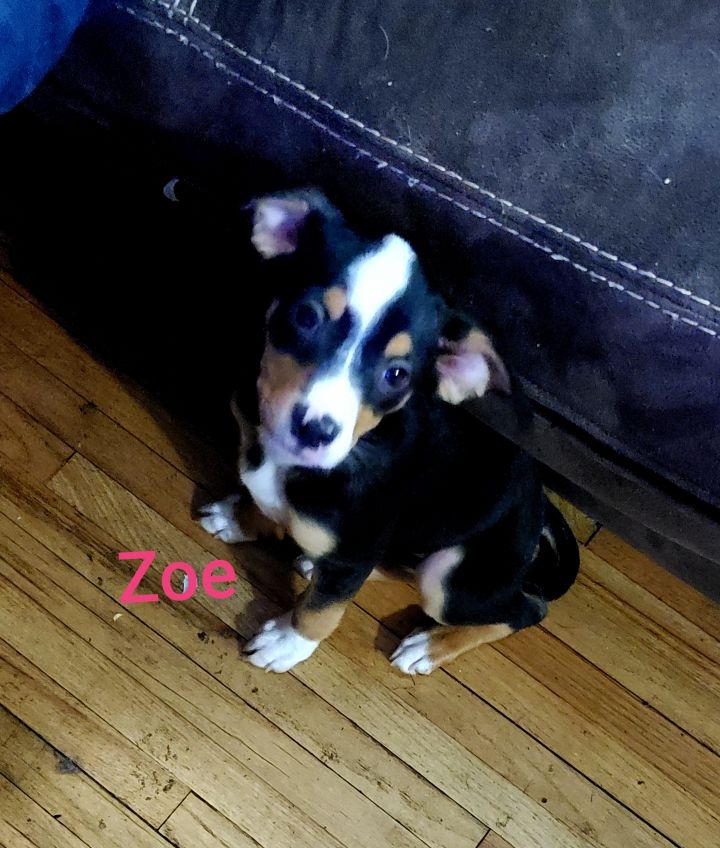 Zoe 1