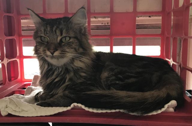Cat For Adoption Nutmeg A Domestic Medium Hair In Jim Thorpe