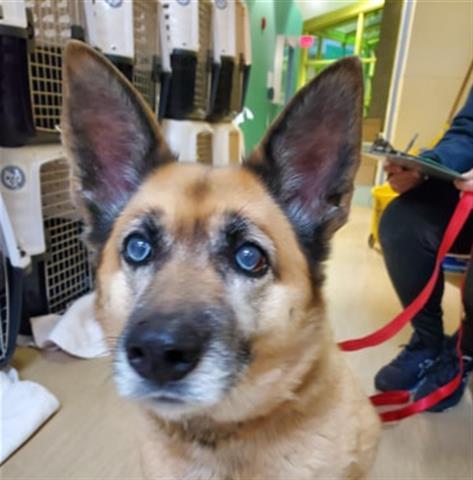 Dog For Adoption Tilly A Siberian Husky Shiba Inu Mix