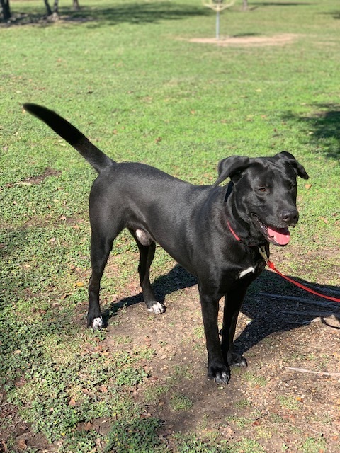 Dog For Adoption Tucker A Labrador Retriever Shepherd