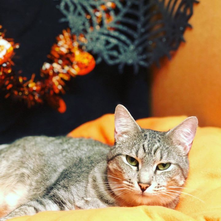 Cat For Adoption Harley Quinn A Domestic Short Hair In