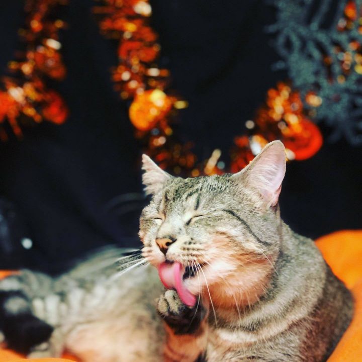Cat For Adoption Harley Quinn A Domestic Short Hair In