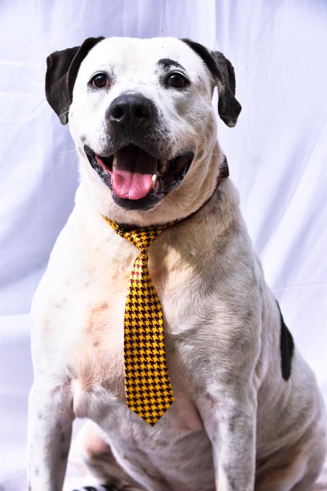 Dog for adoption - Duke, an American Bulldog & Labrador Retriever Mix