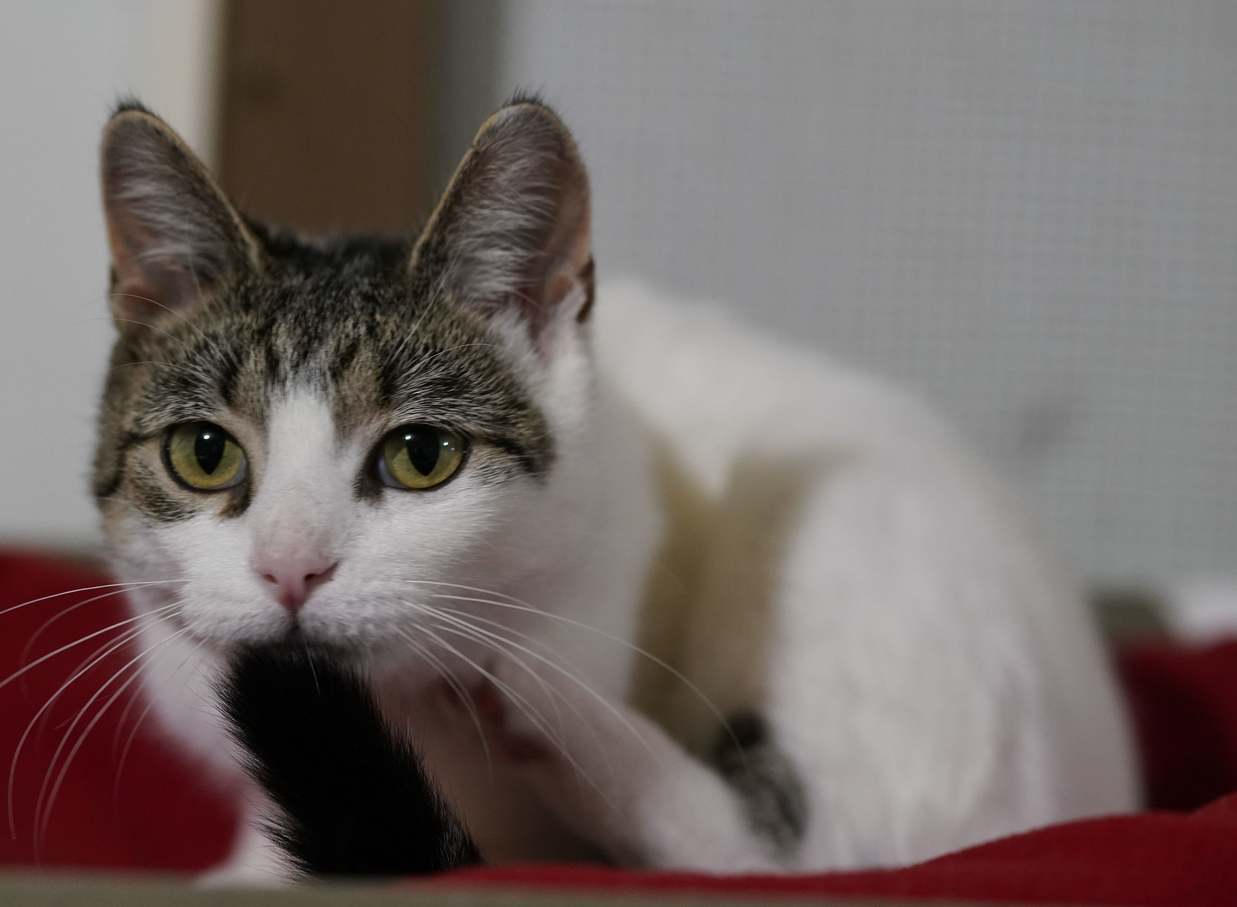 Angel, an adoptable Domestic Short Hair in Ashland, OH, 44805 | Photo Image 2