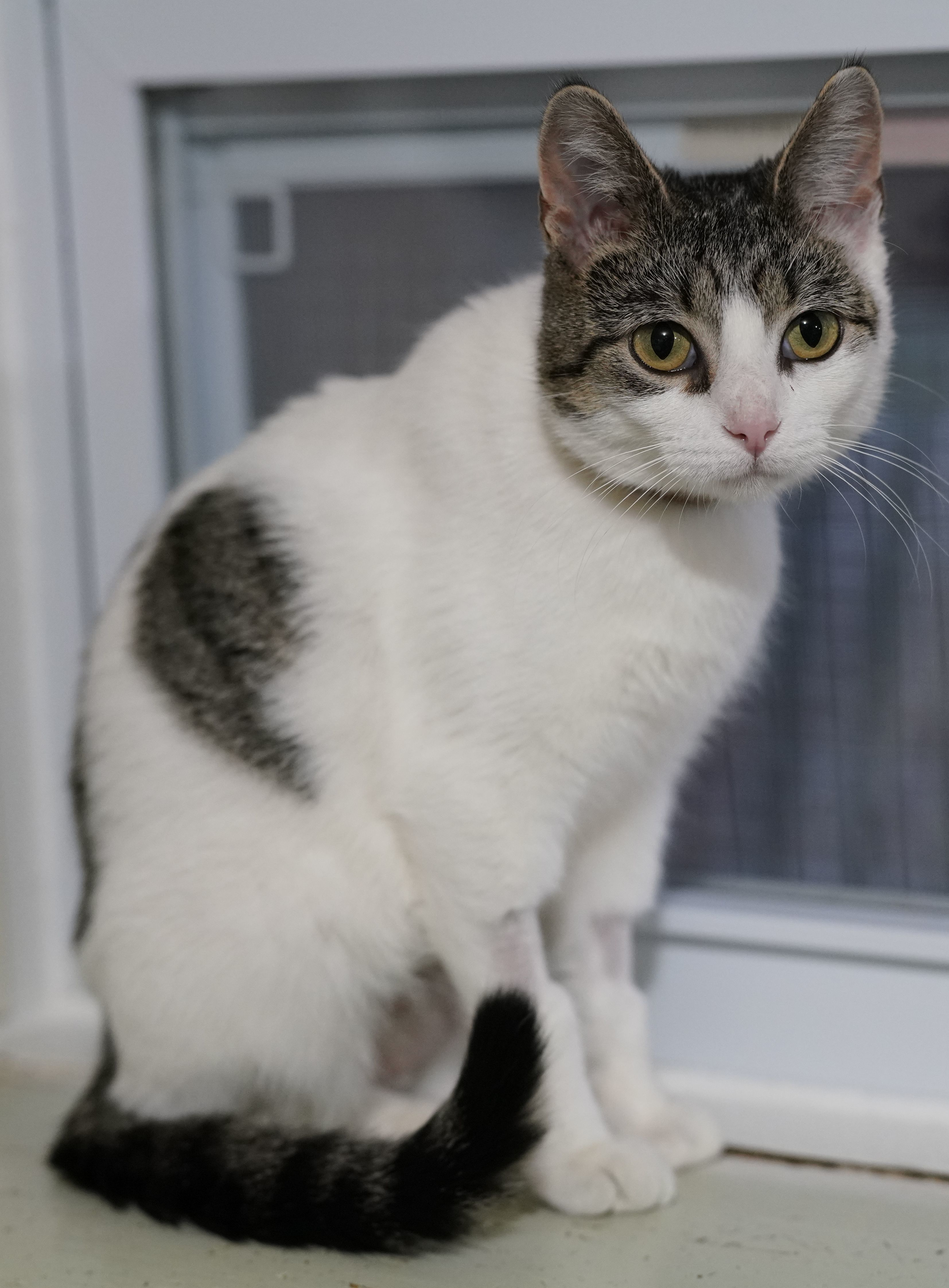 Angel, an adoptable Domestic Short Hair in Ashland, OH, 44805 | Photo Image 3