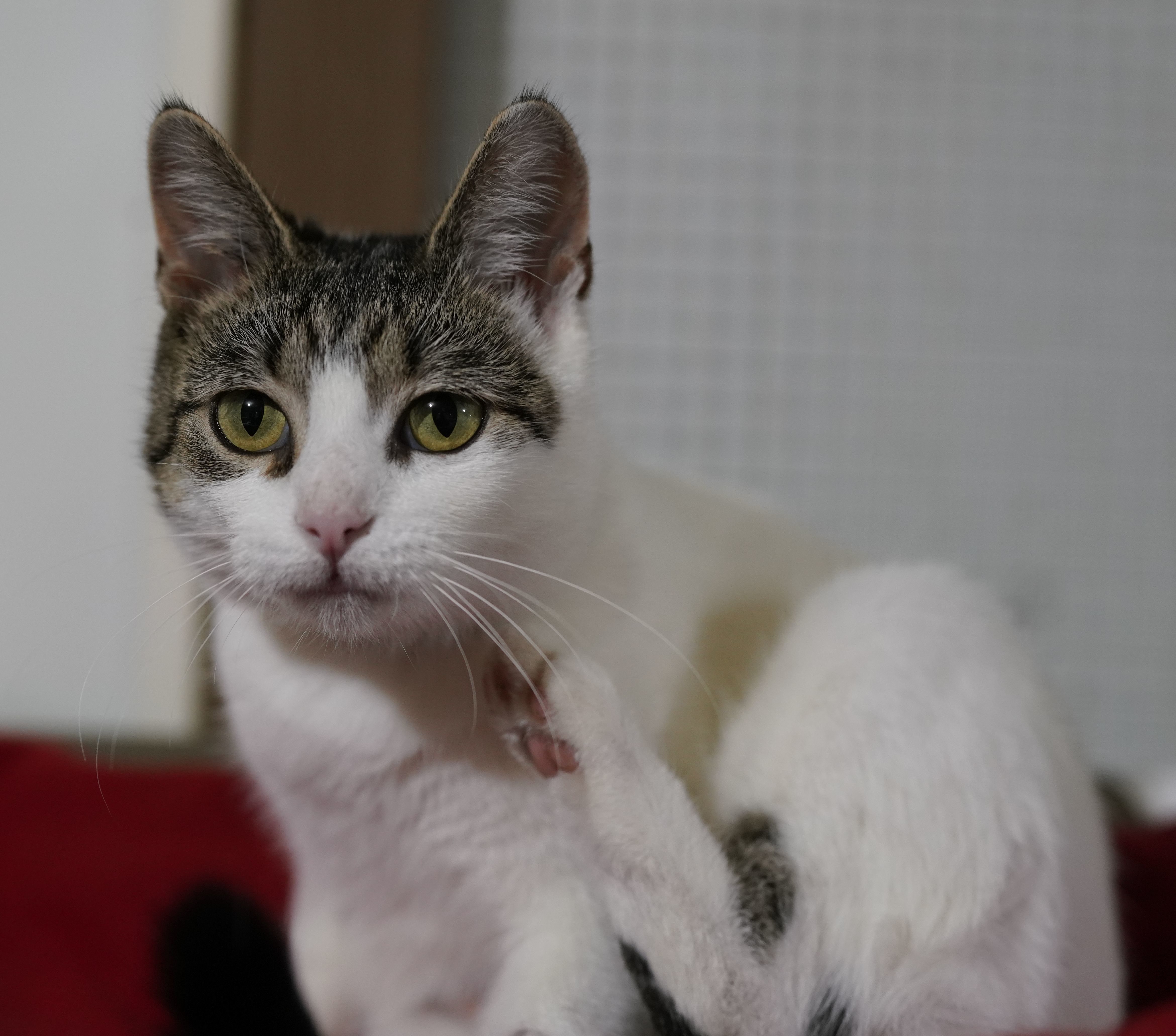 Angel, an adoptable Domestic Short Hair in Ashland, OH, 44805 | Photo Image 1