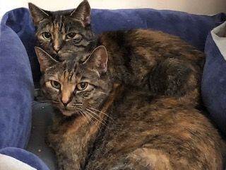 Beatrice (in front in picture) and Frances - sisters, an adoptable Domestic Short Hair in Uncasville, CT, 06382 | Photo Image 1