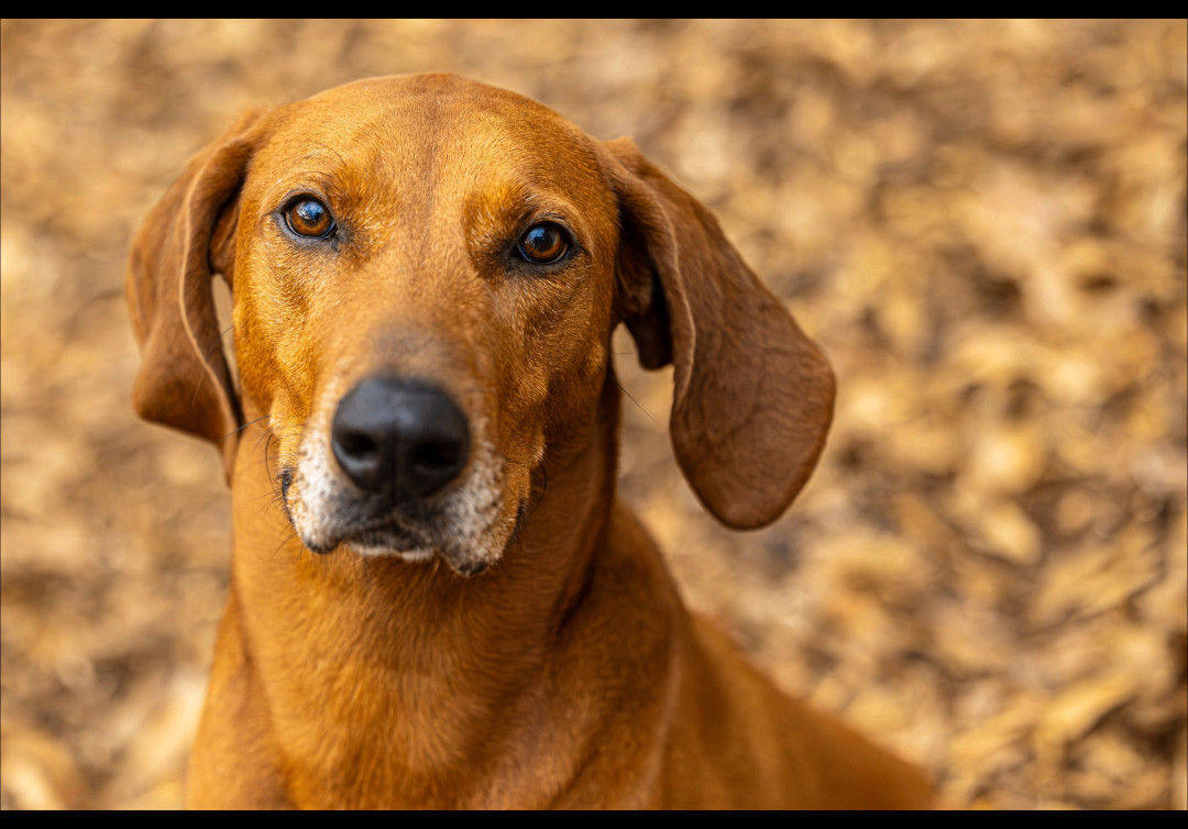 Big Sky, an adoptable Hound, Mixed Breed in Decatur, GA, 30035 | Photo Image 2