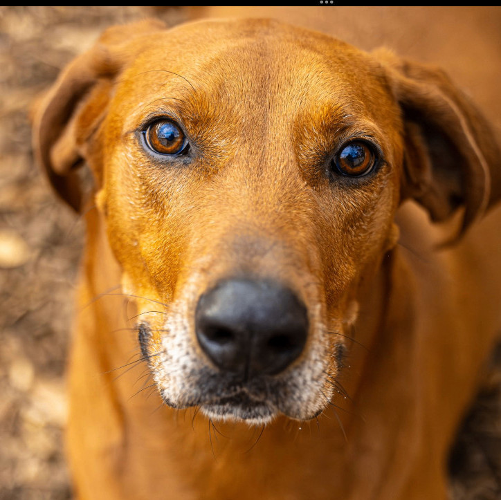 Big Sky, an adoptable Hound, Mixed Breed in Decatur, GA, 30035 | Photo Image 3
