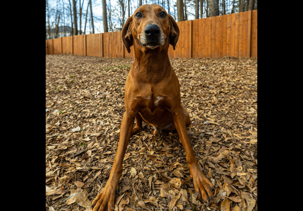Big Sky, an adoptable Hound, Mixed Breed in Decatur, GA, 30035 | Photo Image 5