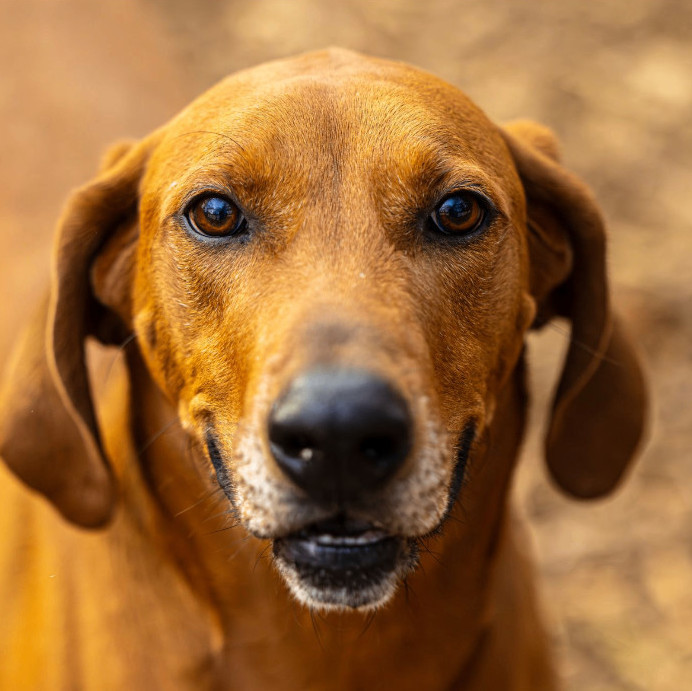Big Sky, an adoptable Hound, Mixed Breed in Decatur, GA, 30035 | Photo Image 1