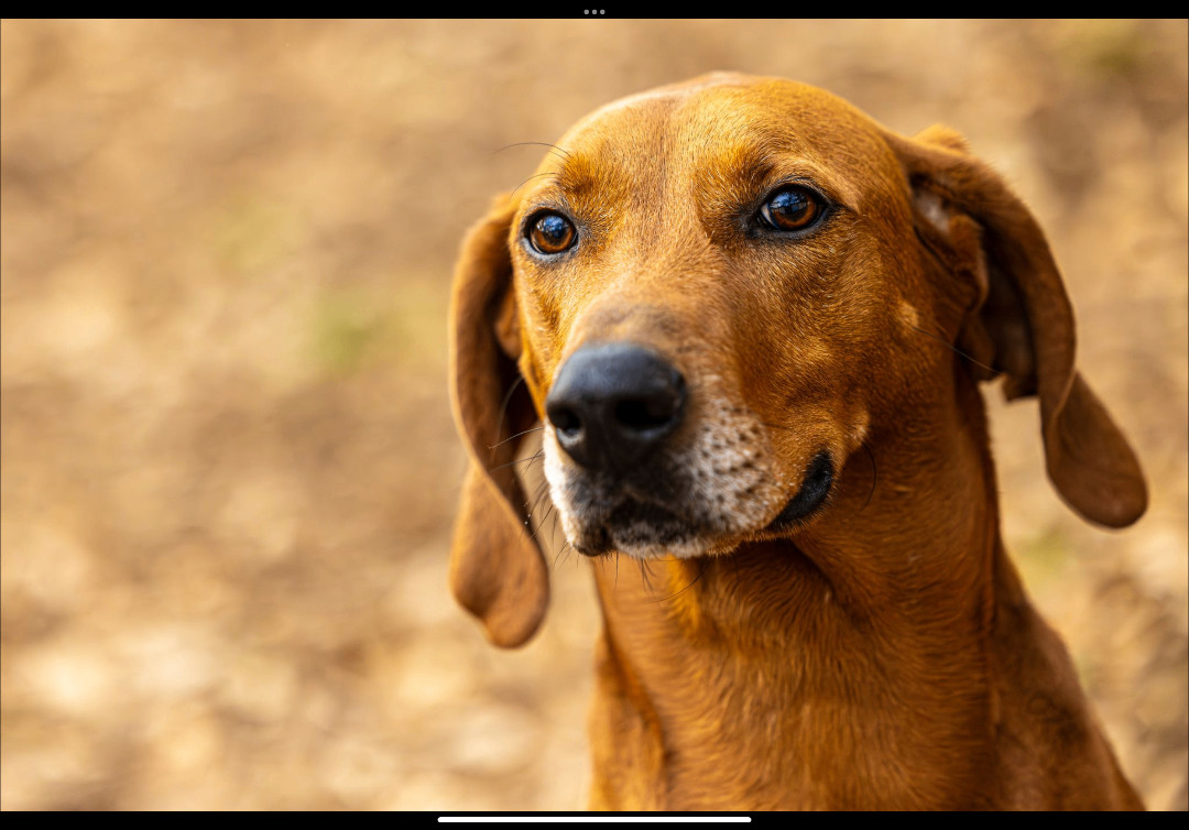 Big Sky, an adoptable Hound, Mixed Breed in Decatur, GA, 30035 | Photo Image 6