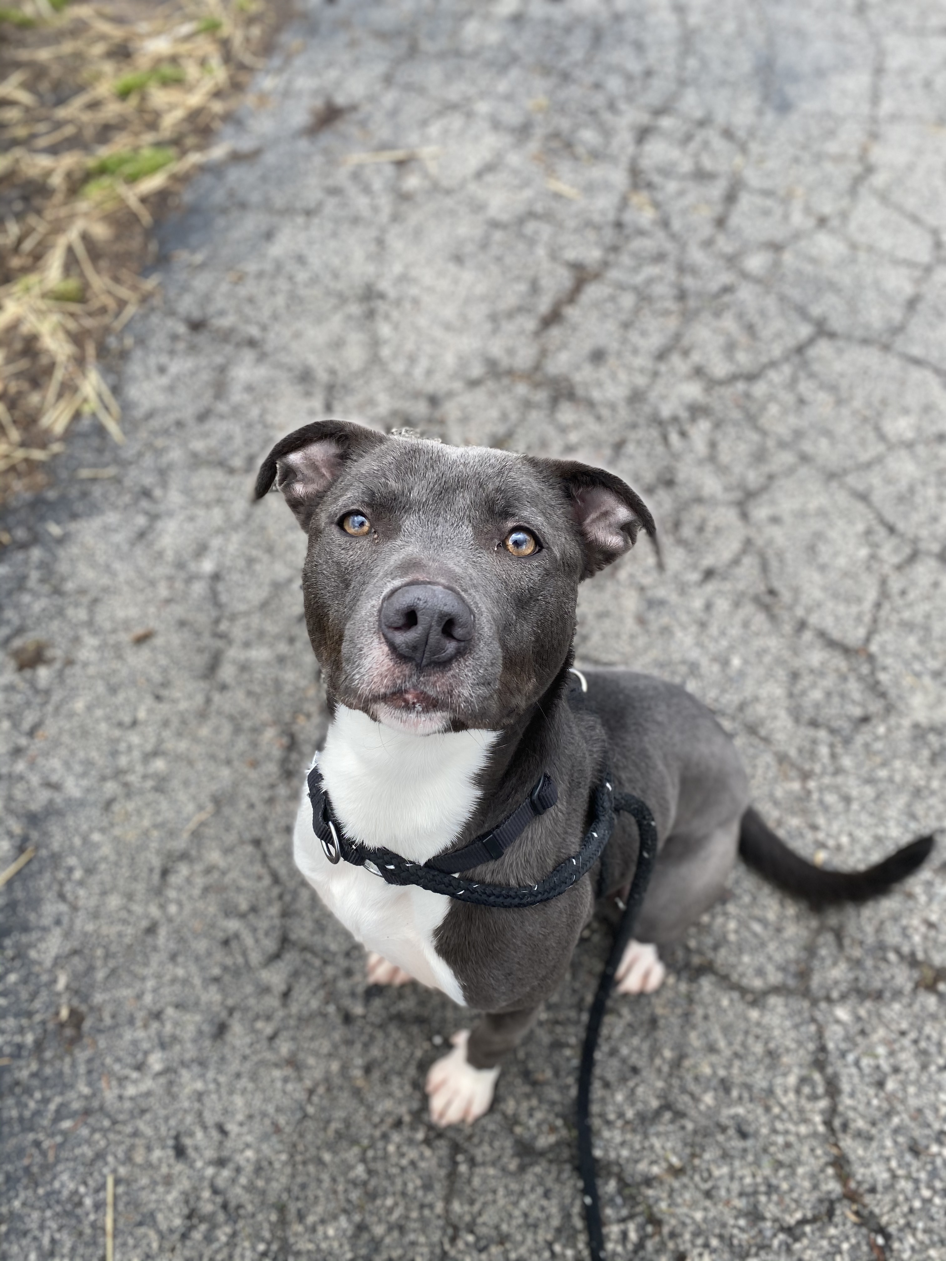 Bella, an adoptable Mixed Breed in Canfield, OH, 44406 | Photo Image 2